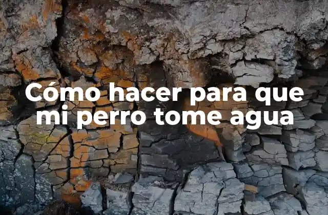 Cómo Hacer para que Mi Perro Tome Agua