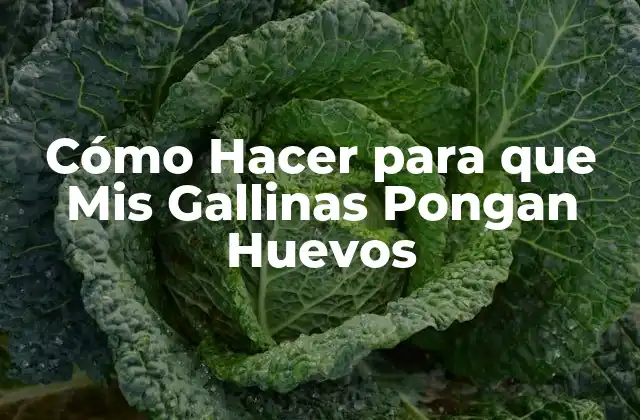 Cómo Hacer para que Mis Gallinas Pongan Huevos