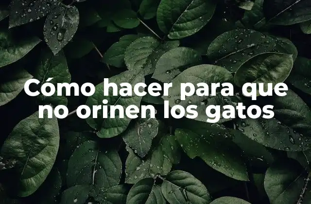 Cómo Hacer para que No Orinen los Gatos