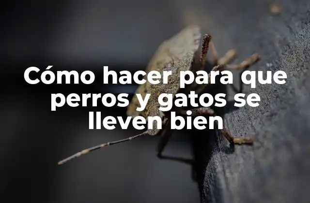 Cómo Hacer para que Perros y Gatos Se Lleven Bien