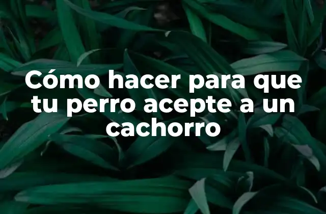 Cómo Hacer para que Tu Perro Acepte a un Cachorro