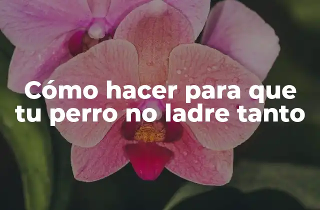 El ladrido excesivo en perros