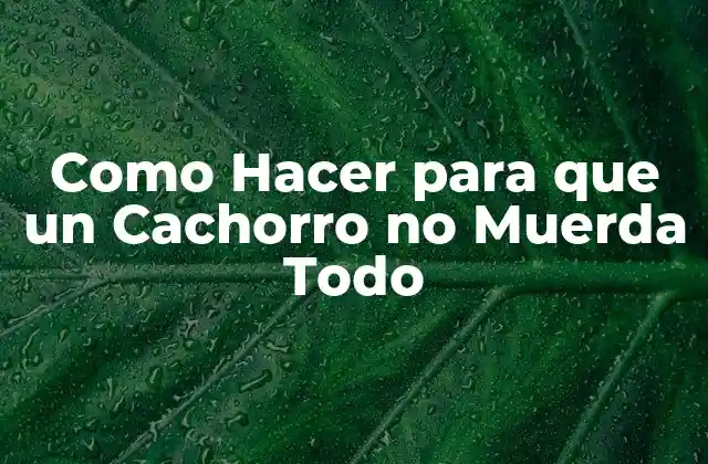 Como Hacer para que un Cachorro No Muerda Todo