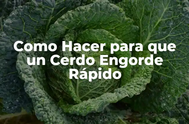 Engordar un Cerdo Rápido