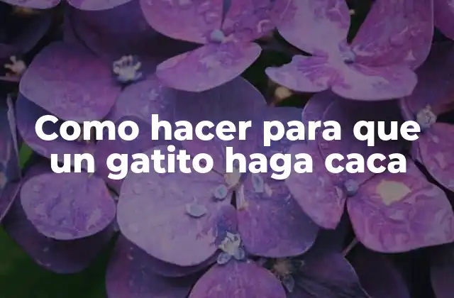 Como Hacer para que un Gatito Haga Caca