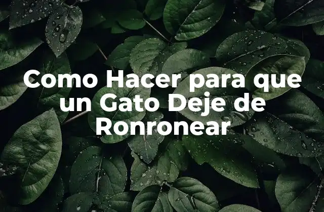 Como Hacer para que un Gato Deje de Ronronear
