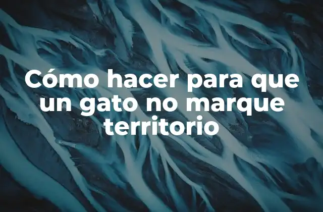 Cómo Hacer para que un Gato No Marque Territorio