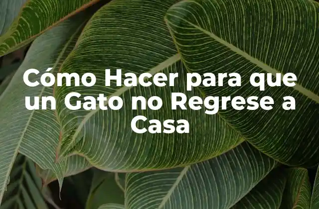 Cómo Hacer para que un Gato No Regrese a Casa