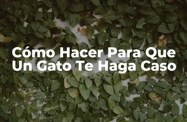 Cómo Hacer para que un Gato Te Haga Caso 2 Entrenamiento de Gatos y Por Qué Es Importante Que Te Hagan Caso