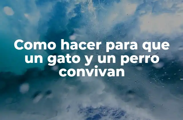 Como Hacer para que un Gato y un Perro Convivan 2 Convivencia entre gatos y perros: ¿Qué es y por qué es importante?