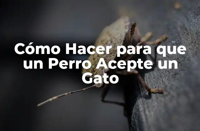 Cómo Hacer para que un Perro Acepte un Gato
