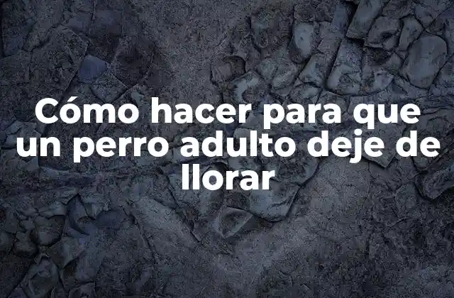 Cómo Hacer para que un Perro Adulto Deje de Llorar