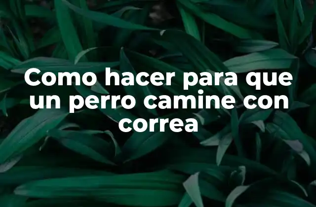 Como Hacer para que un Perro Camine con Correa