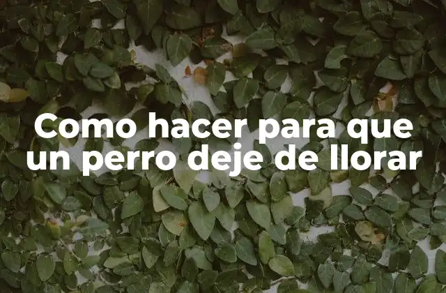 Como Hacer para que un Perro Deje de Llorar 16 ¿Qué es el llanto en perros?