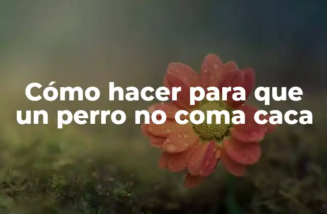 Cómo Hacer para que un Perro No Coma Caca