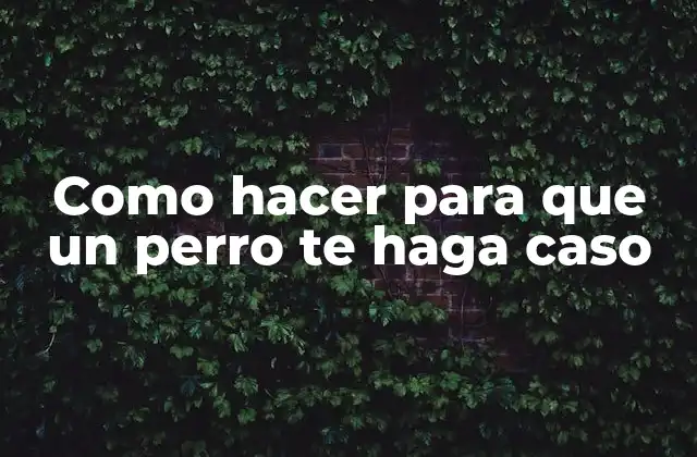 Como Hacer para que un Perro Te Haga Caso