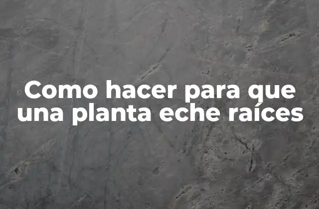 Como Hacer para que una Planta Eche Raíces