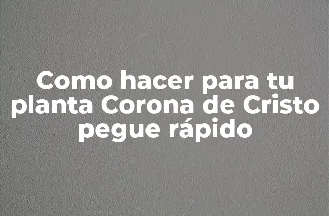 Como Hacer para Tu Planta Corona de Cristo Pegue Rápido