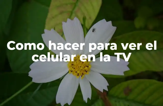 Como Hacer para Ver el Celular en la Tv