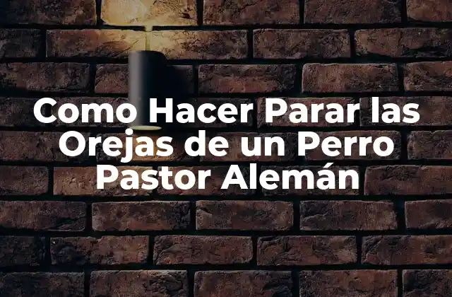 Como Hacer Parar las Orejas de un Perro Pastor Alemán