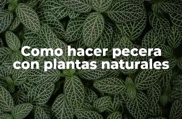 Como Hacer Pecera con Plantas Naturales
