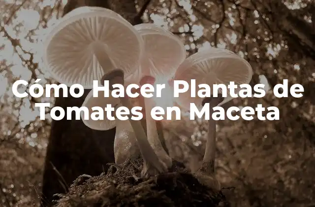 Cómo Hacer Plantas de Tomates en Maceta