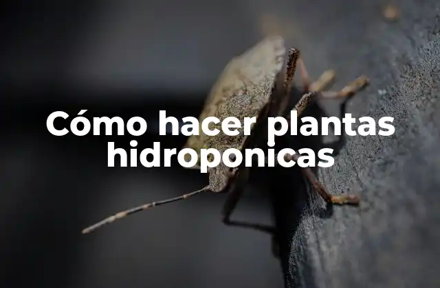 Cómo Hacer Plantas Hidroponicas