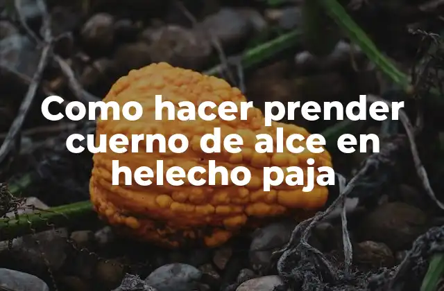 Como Hacer Prender Cuerno de Alce en Helecho Paja