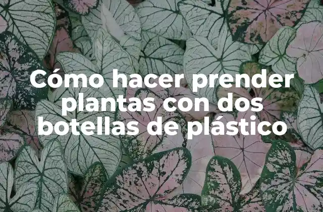 Cómo Hacer Prender Plantas con Dos Botellas de Plástico