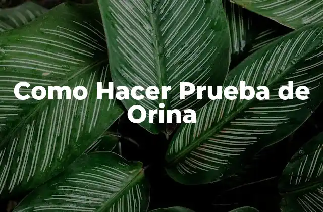 Como Hacer Prueba de Orina 2 ¿Qué es una Prueba de Orina y Para Qué Sirve?