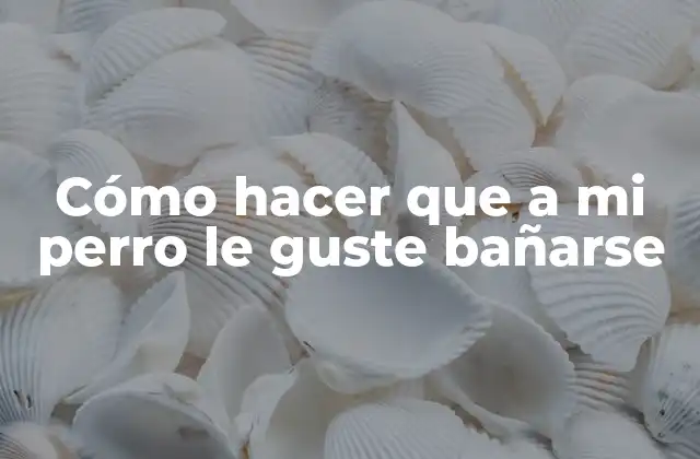 Cómo Hacer que a Mi Perro Le Guste Bañarse