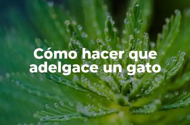 Cómo Hacer que Adelgace un Gato