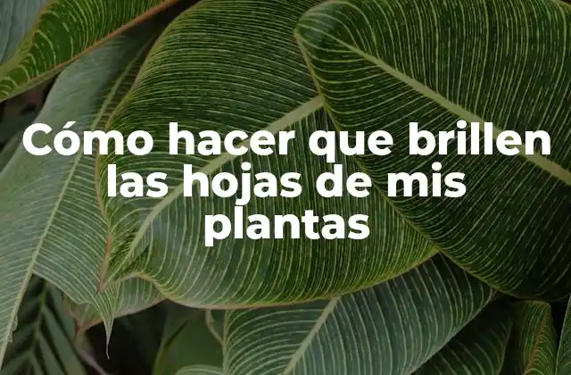 Cómo Hacer que Brillen las Hojas de Mis Plantas