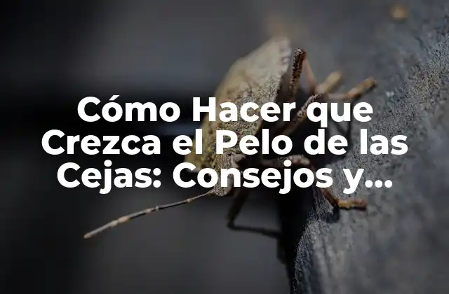 Cómo Hacer que Crezca el Pelo de las Cejas: Consejos y Trucos para una Apariencia Natural