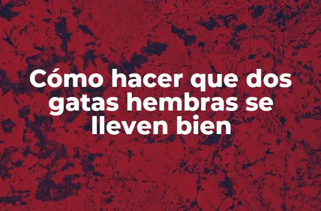 Cómo Hacer que Dos Gatas Hembras Se Lleven Bien