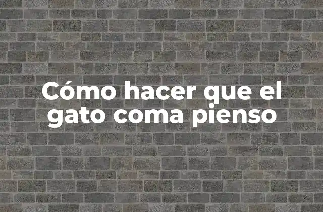 Cómo Hacer que el Gato Coma Pienso 2 ¿Qué es un pienso para gatos y para qué sirve?