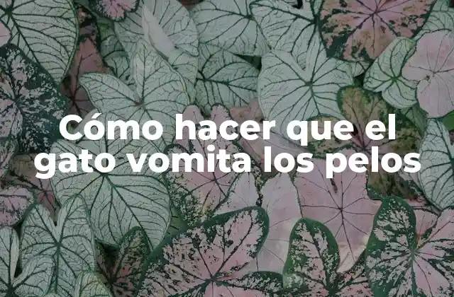 Cómo Hacer que el Gato Vomita los Pelos
