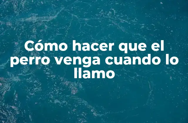 Entrenar a tu perro para que venga cuando lo llamas