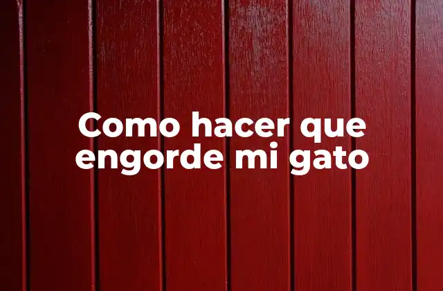 Como Hacer que Engorde Mi Gato 2 Alimentación para gatos – comprendiendo las necesidades nutricionales de nuestros felinos