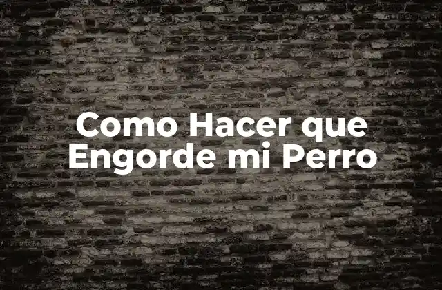 Alimentación para Perros que Necesitan Ganar Peso
