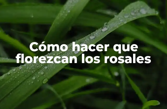 Cómo Hacer que Florezcan los Rosales