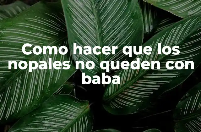 Como Hacer que los Nopales No Queden con Baba 2 ¿Qué son los nopales y cómo se usan?