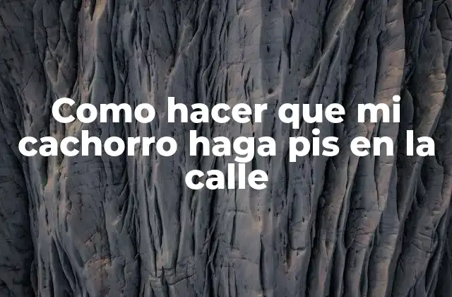 Como Hacer que Mi Cachorro Haga Pis en la Calle