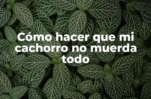 Cómo Hacer que Mi Cachorro No Muerda Todo