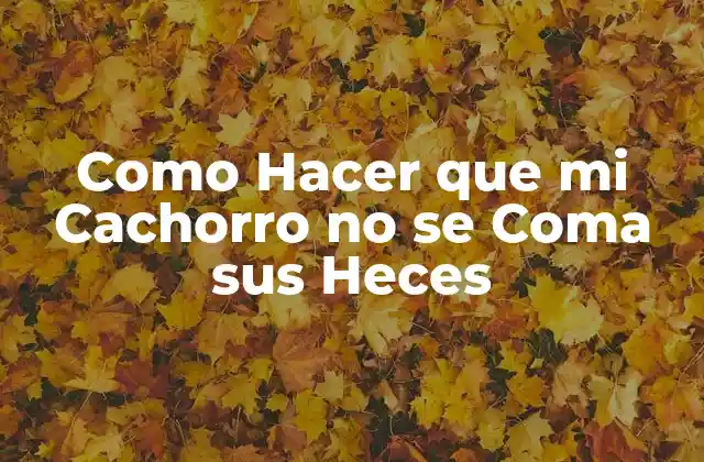 Como Hacer que Mi Cachorro No Se Coma Sus Heces