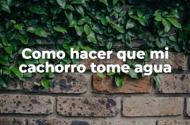 Como Hacer que Mi Cachorro Tome Agua