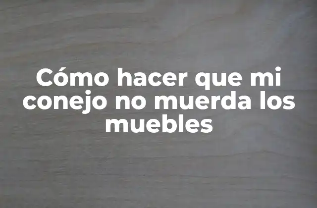 Cómo Hacer que Mi Conejo No Muerda los Muebles