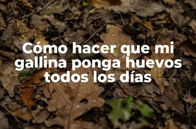 Cómo Hacer que Mi Gallina Ponga Huevos Todos los Días
