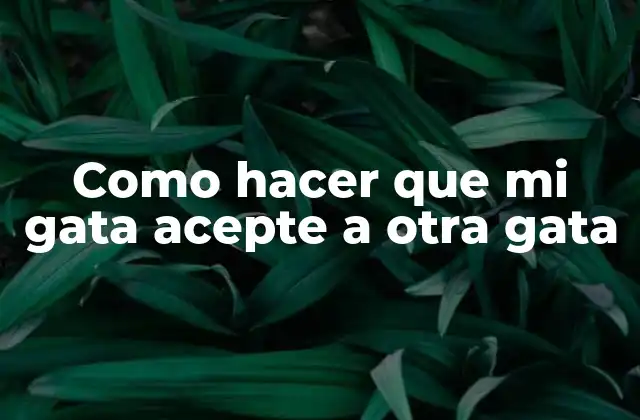 Como Hacer que Mi Gata Acepte a Otra Gata