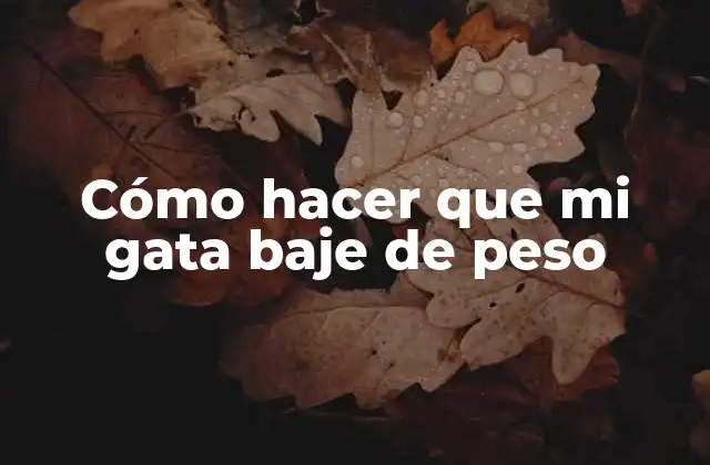 Cómo Hacer que Mi Gata Baje de Peso